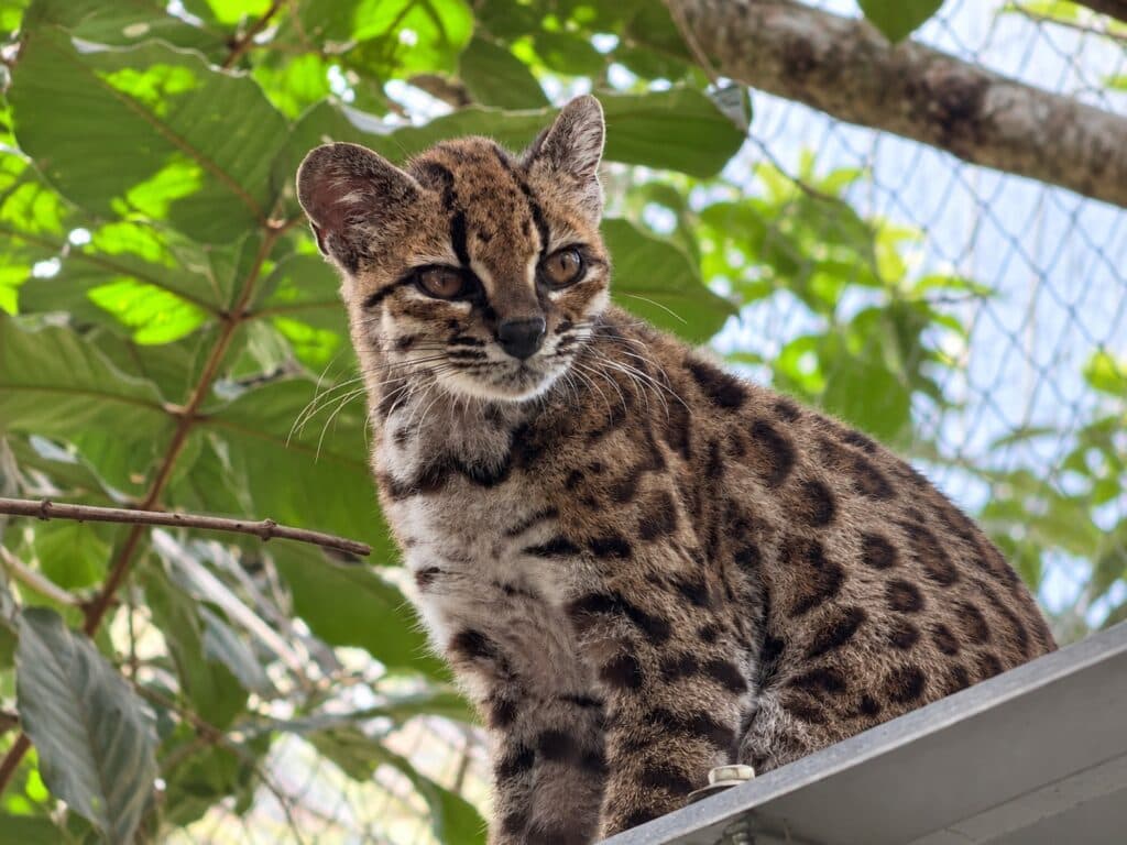 Felino Tilcayo (Leopardus tilcayo) posando sobre una superficie, rodeado de vegetación en los Yungas de La Paz, Bolivia.