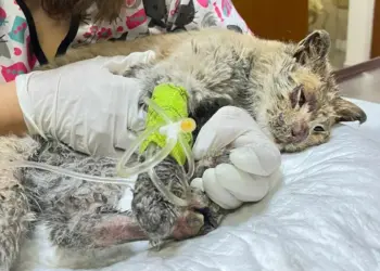 Mazapán: el gatito que sufrió quemaduras por incendio en Neza, pide ayuda