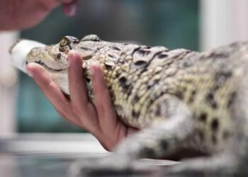 Se revela sobrepoblación de cocodrilos en Tamaulipas y sugieren trasladarlos a otros estados