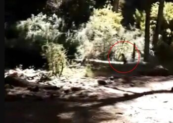 ¿Un duende? Captan criatura corriendo en el bosque